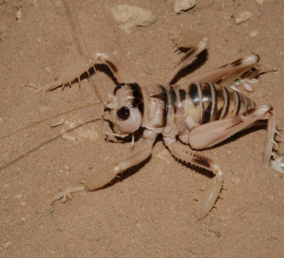 Насекомые в пустыне