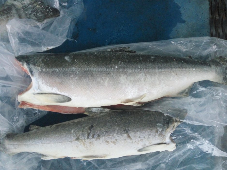 Кижуч самка