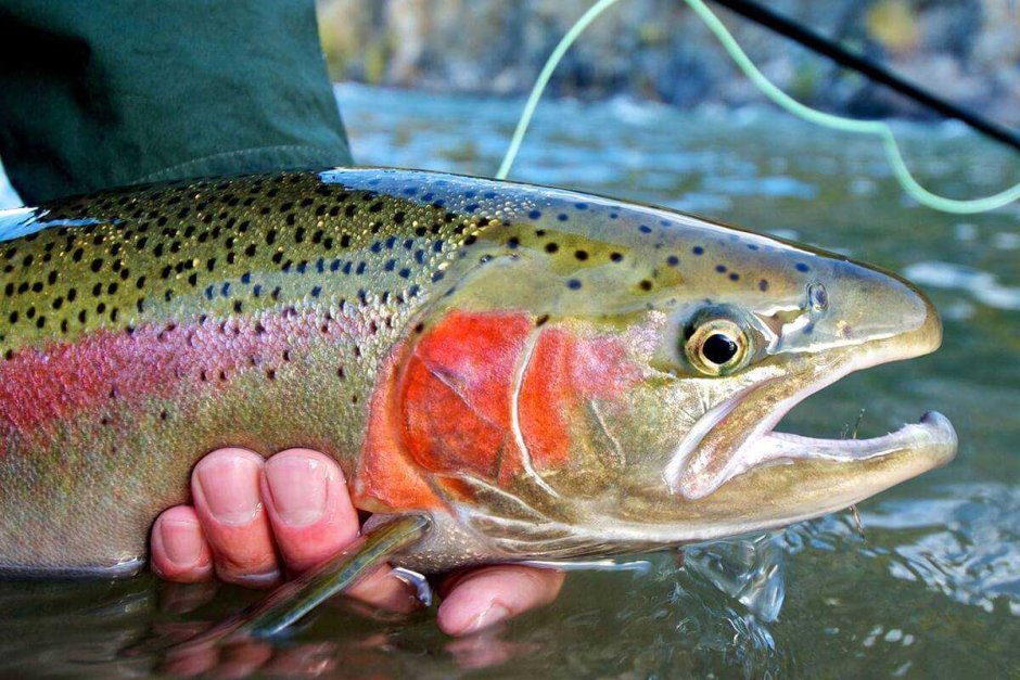 Зубы кижуча