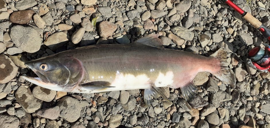 Нерка кижуч чавыча