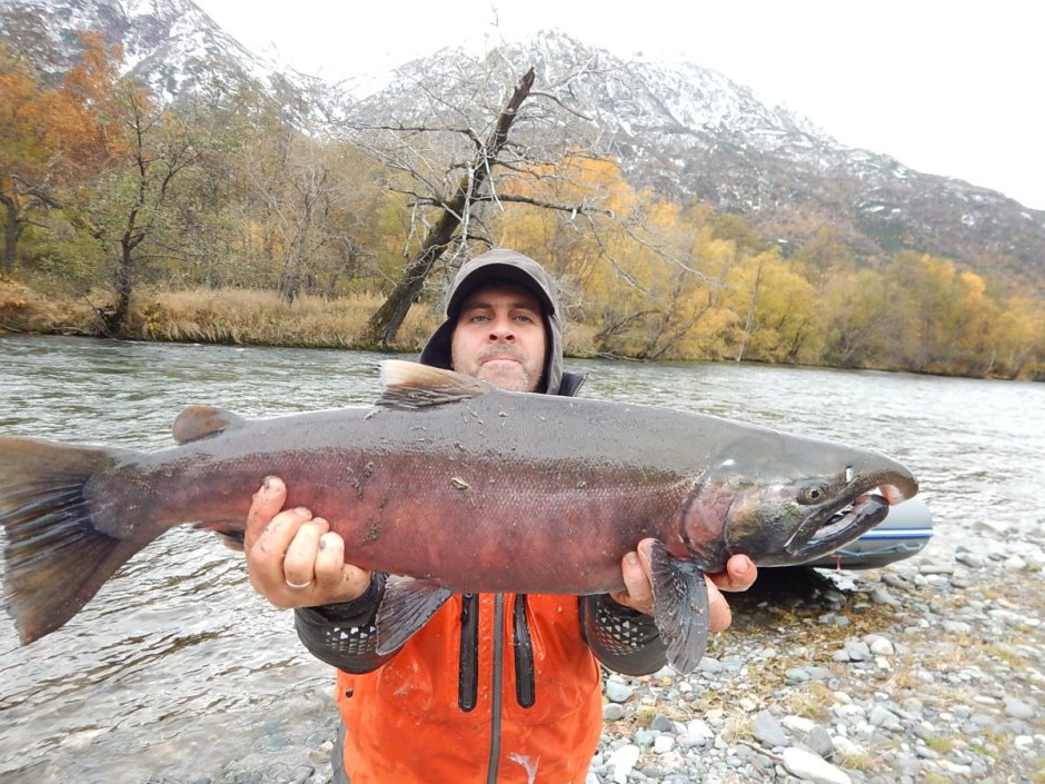 Камчатская рыба кижуч