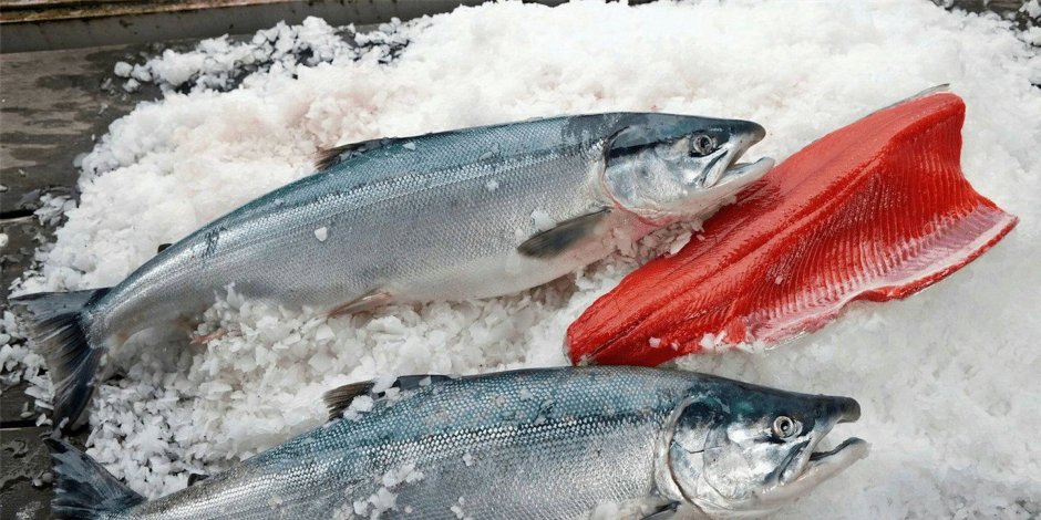 Красная рыба кижуч