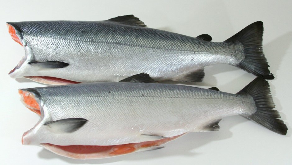 Магадан рыба в реке