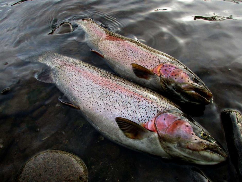 Рыба Камчатки чавыча