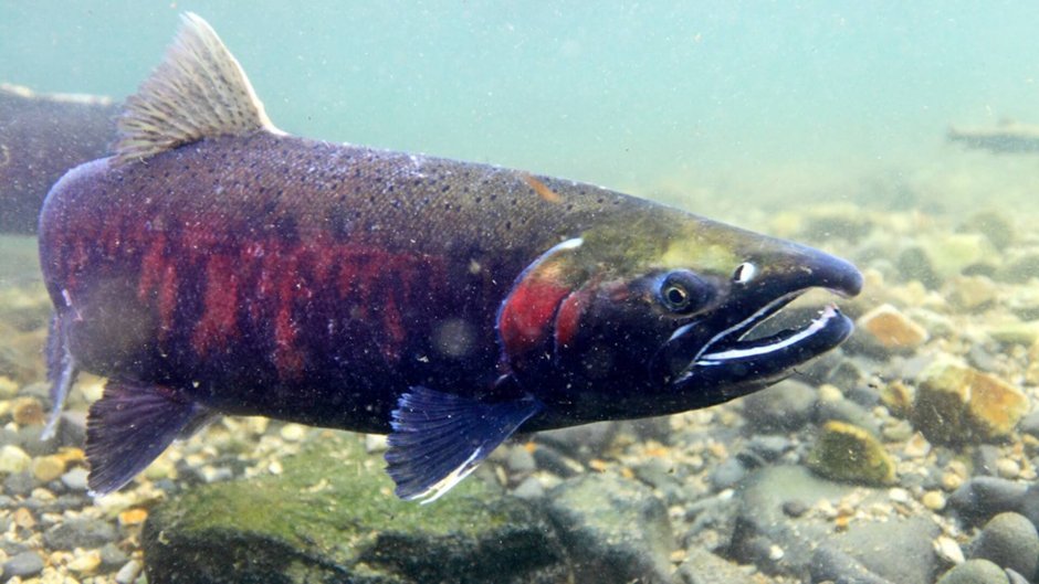 Красная рыба кижуч