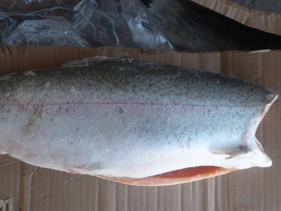 Кижуч Тихоокеанский лосось