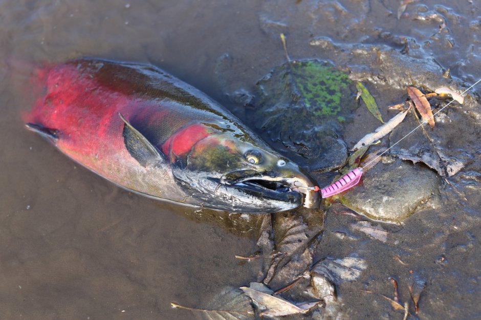 Кижуч и чавыча