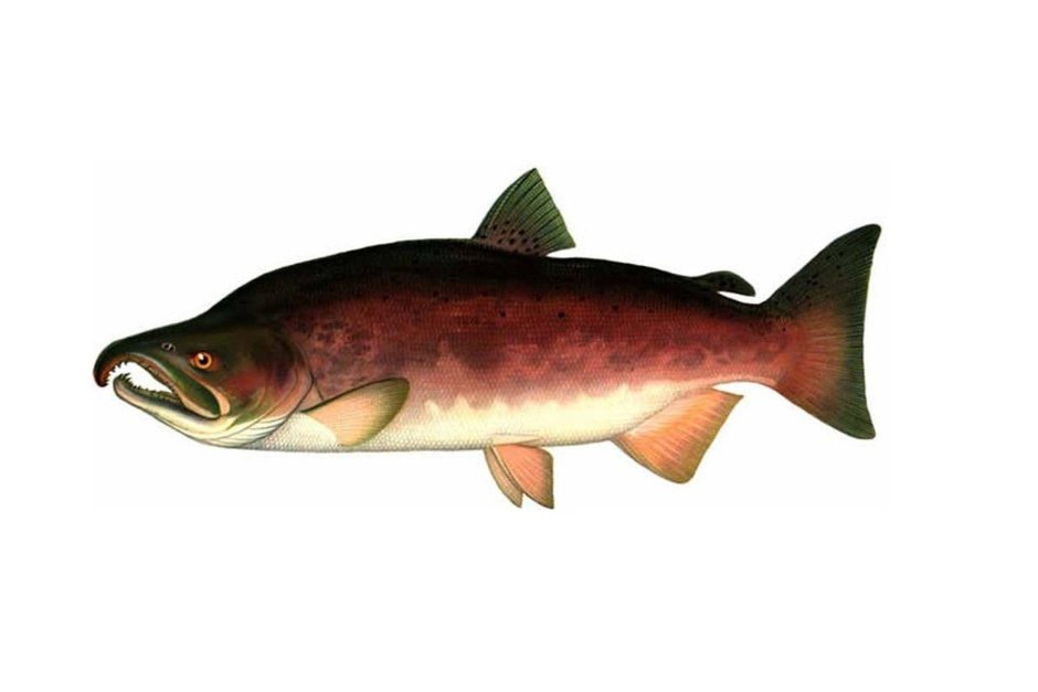 Кумжа и кижуч