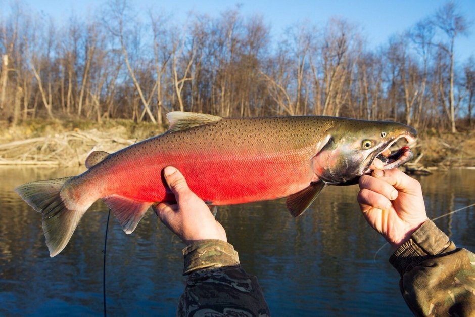 Рыба лосось нерка