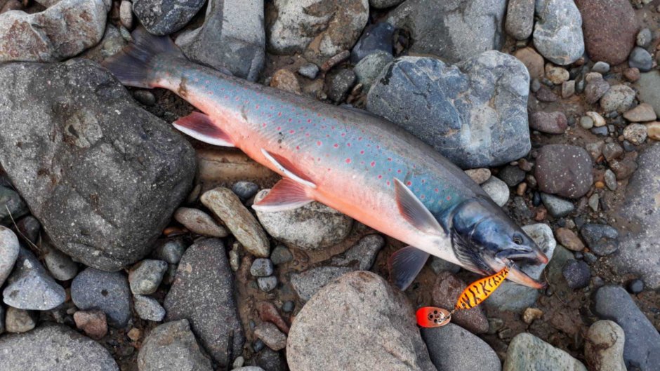 Черноморский лосось кумжа