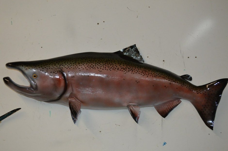 Лосось Чинук