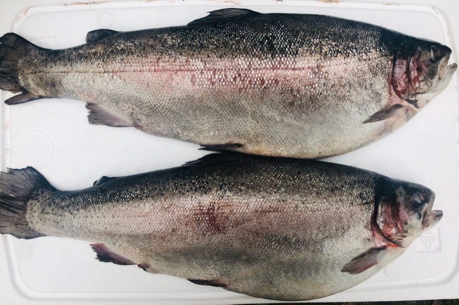 Форель кижуч