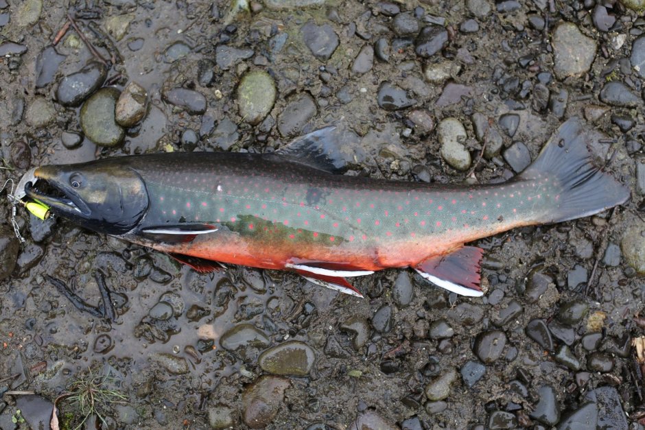 Голец, кижуч