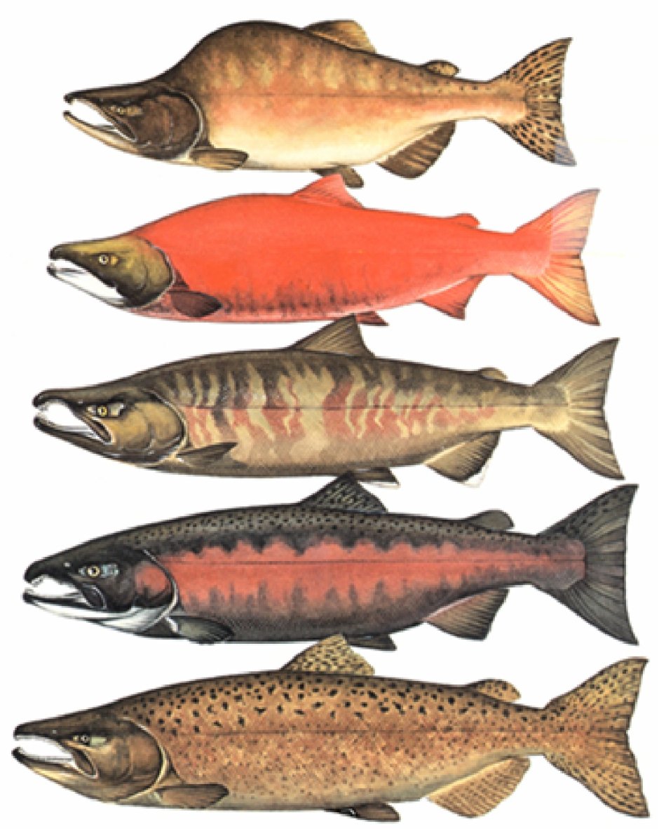 Кумжа рыба Камчатская