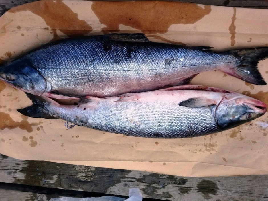 Горбуша кета нерка нерест