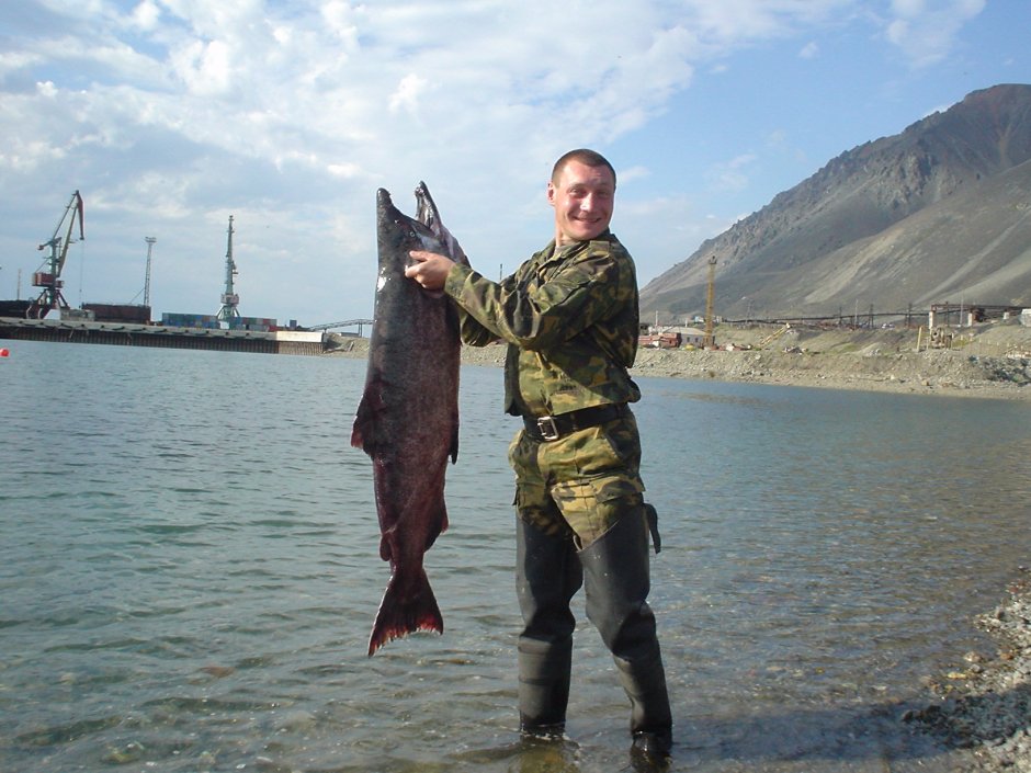 Рыба Камчатки чавыча