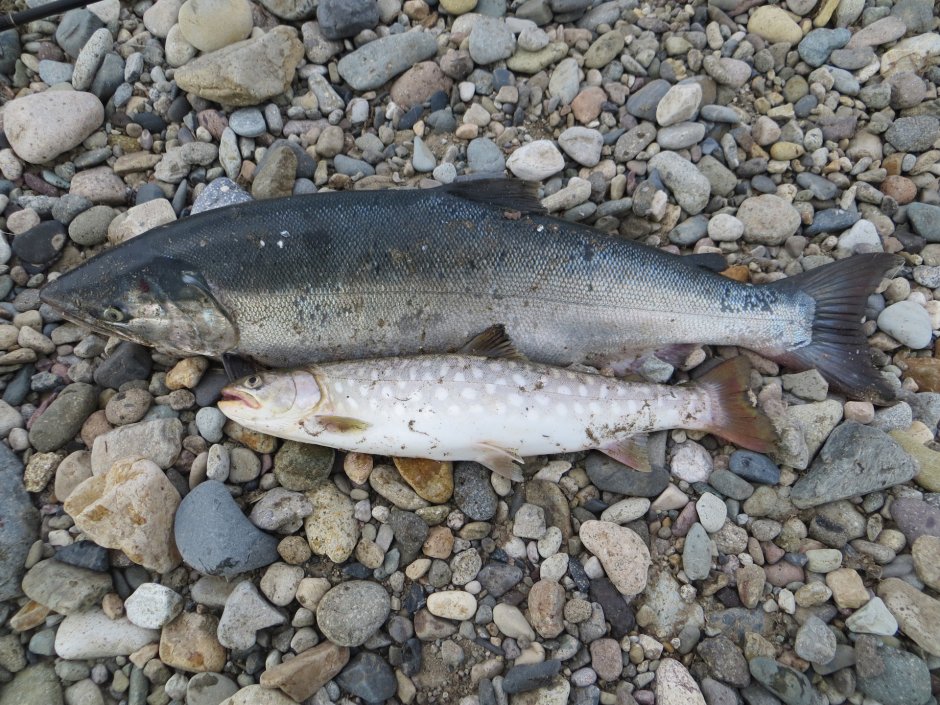 Рыба лососевая чавыча