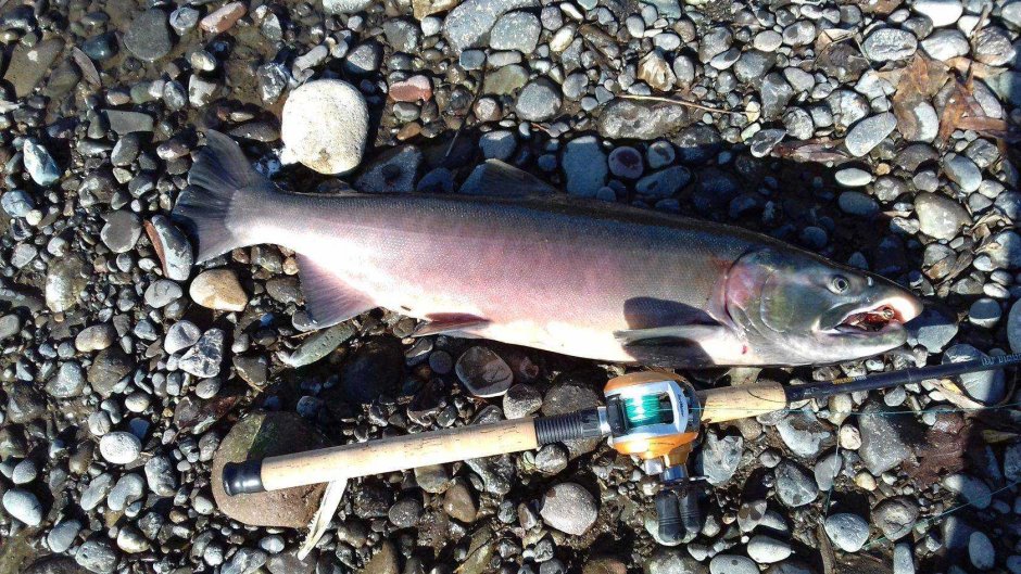 Кижуч дикий