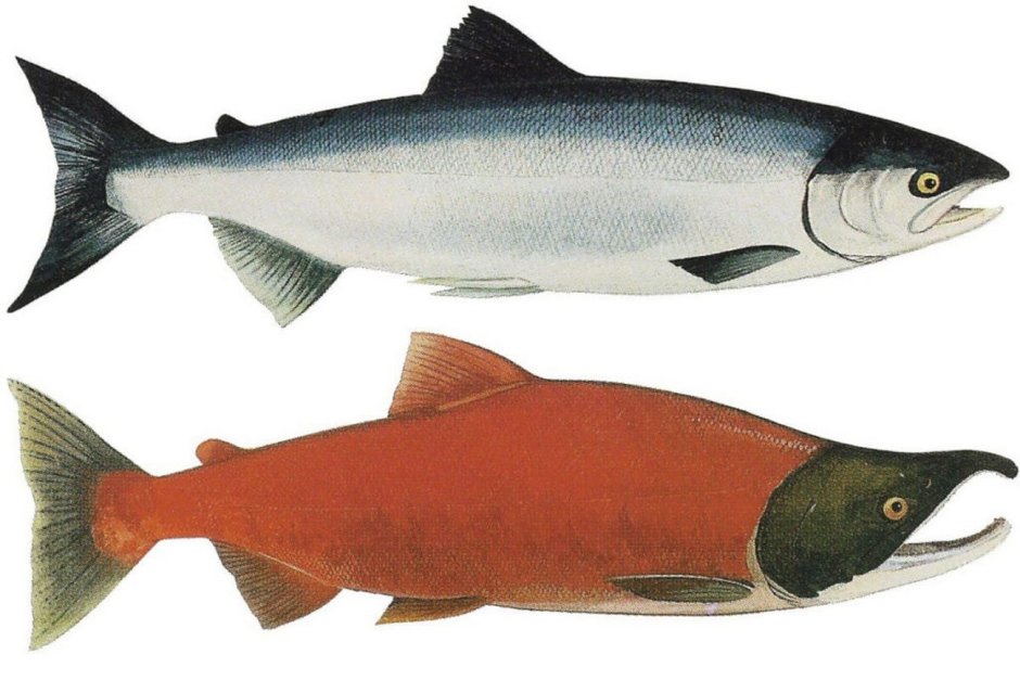 Кижуч (Oncorhynchus kisutch)