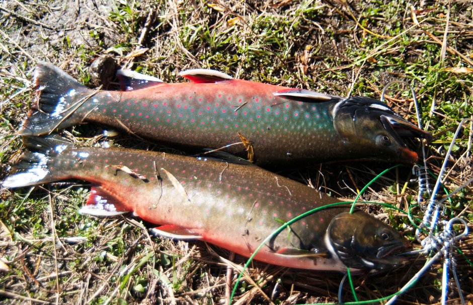 Разрезанная рыба пополам