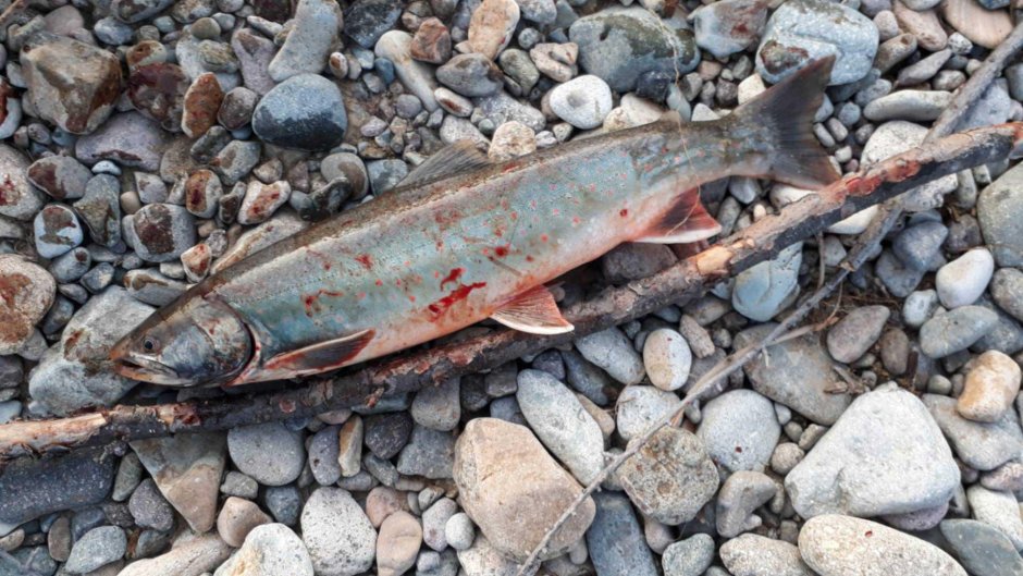 Дикий Камчатский лосось