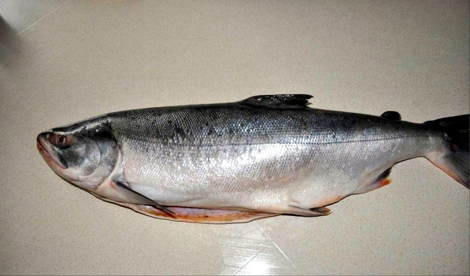 Форель Oncorhynchus
