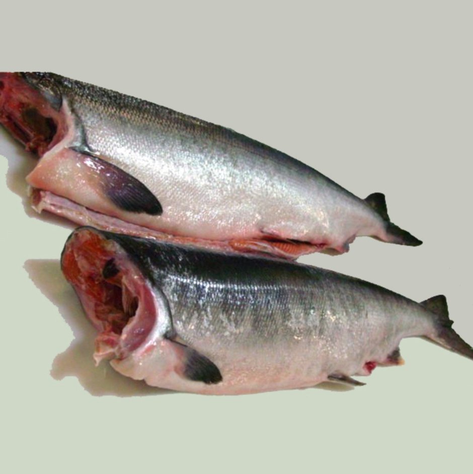 Лосось чавыча Камчатка