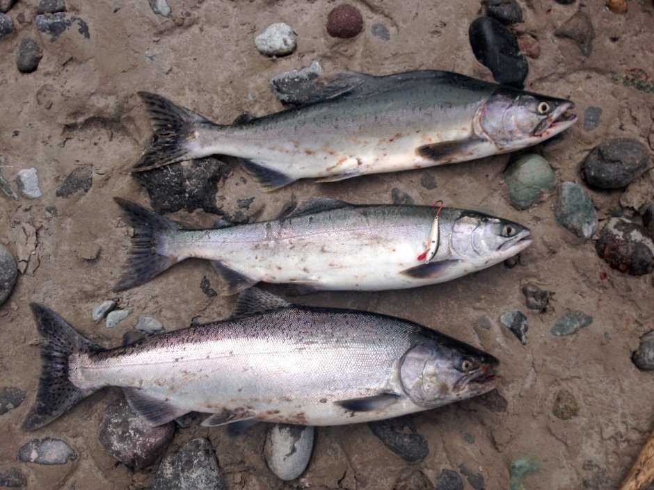 Рыба горбуша