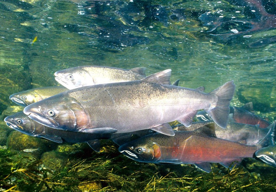 Лосось кижуч