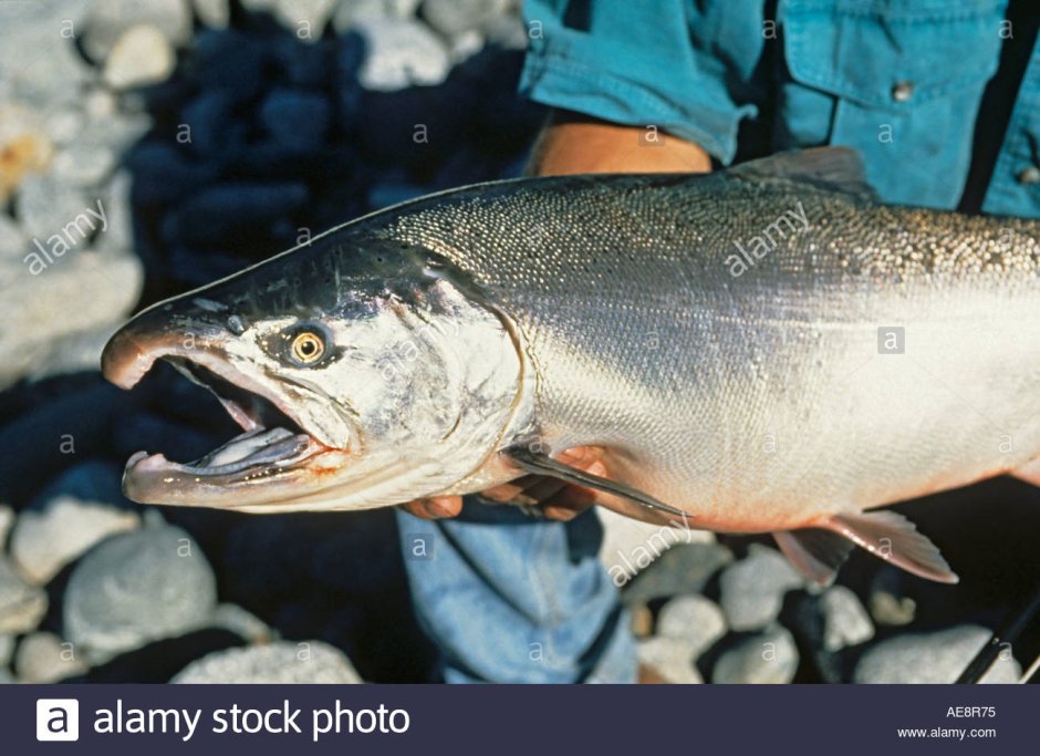 Горбуша самец