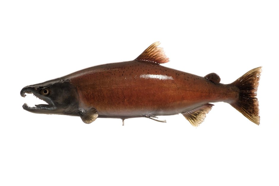 Рыба форель кижуч