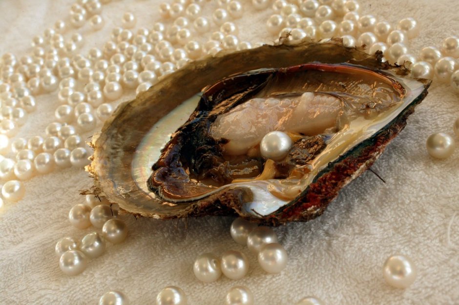 Морская Жемчужница моллюск