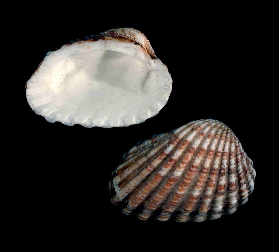 Навахо моллюски