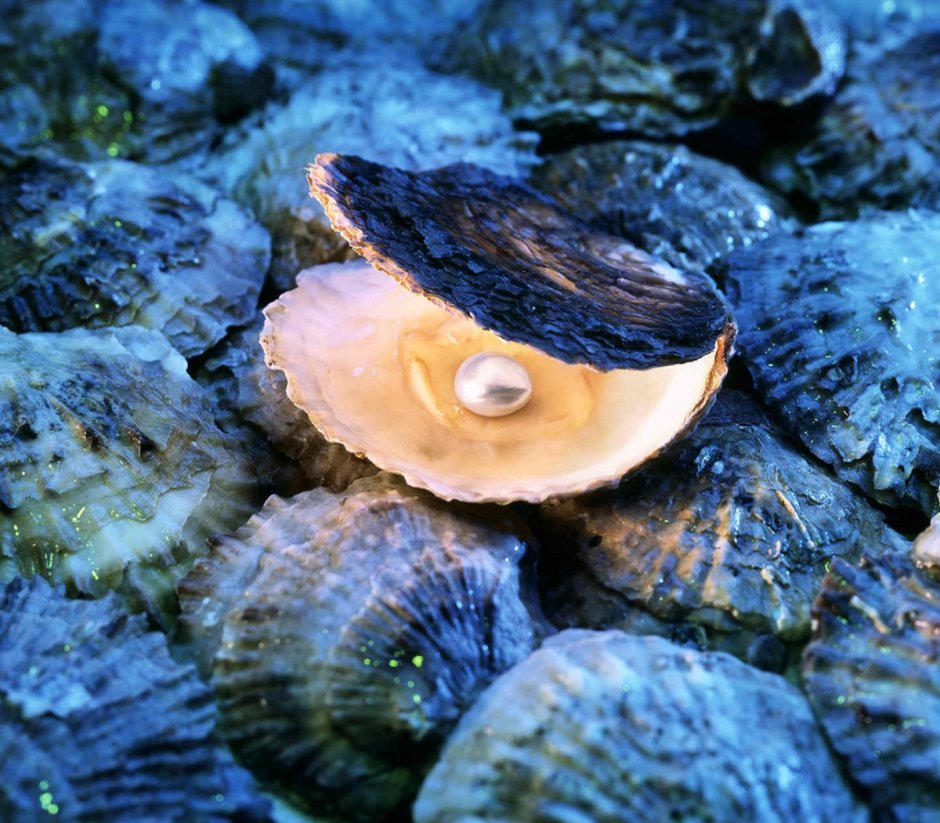 Морская Жемчужница моллюск