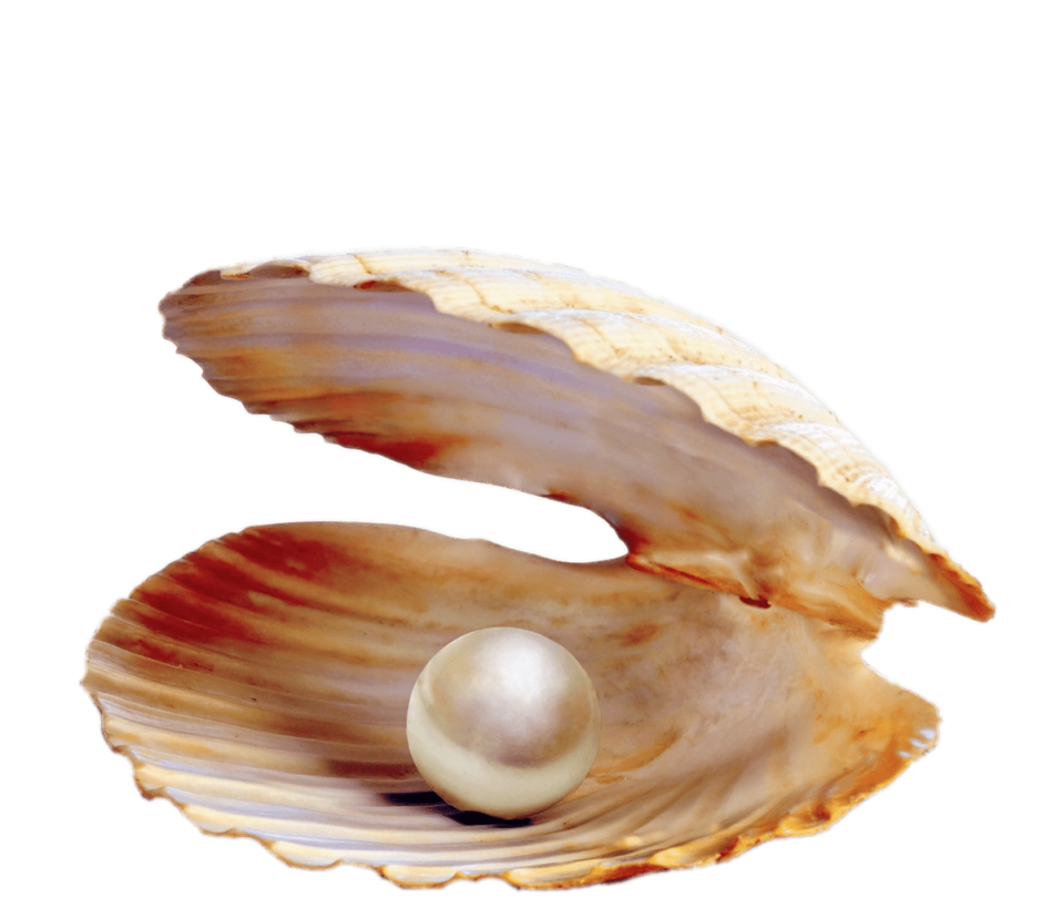 Раковина Жемчужница морская