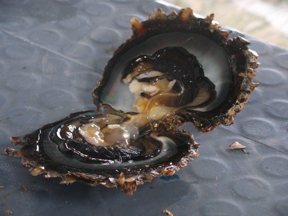 Моллюск Жемчужница устрицы