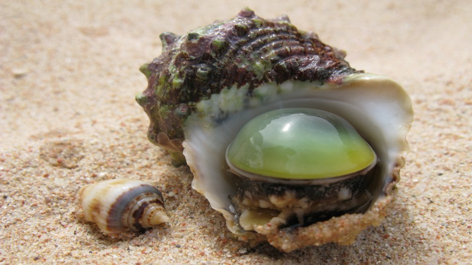 Жемчужница моллюск