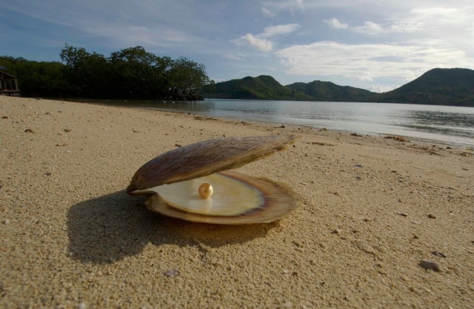Раковина жемчужницы