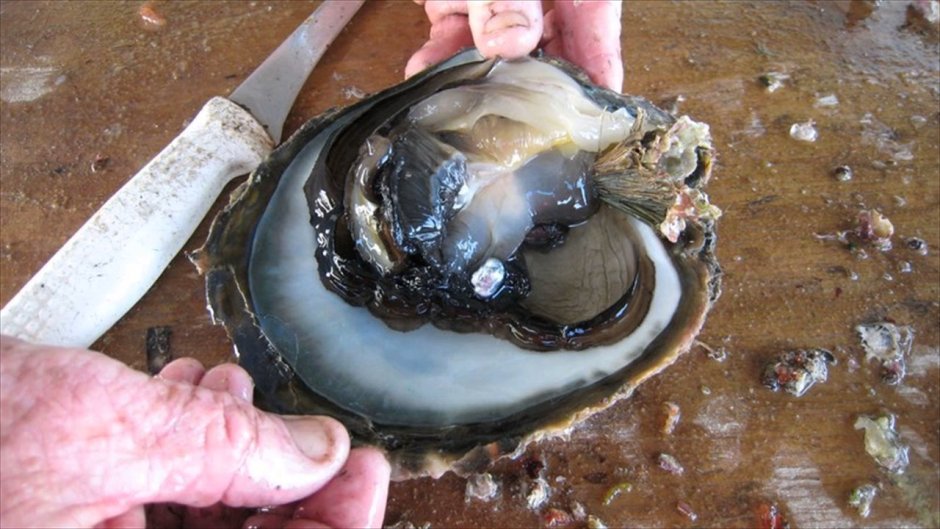 Черная Жемчужница моллюск