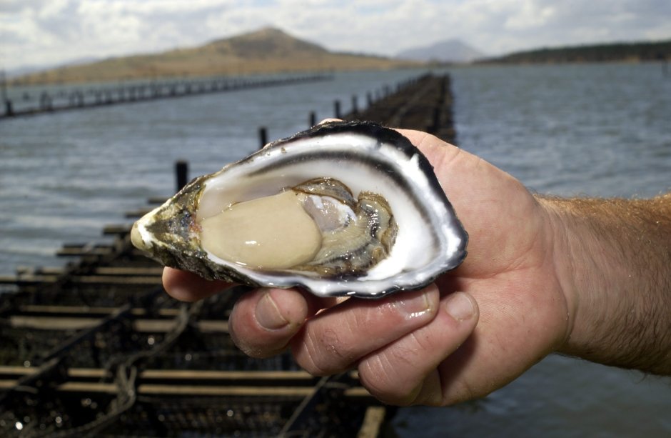 Устрица голубая Жемчужина