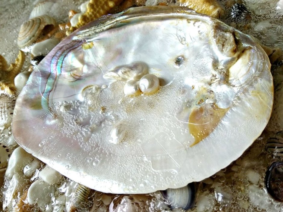 Двустворчатые моллюски Жемчужница