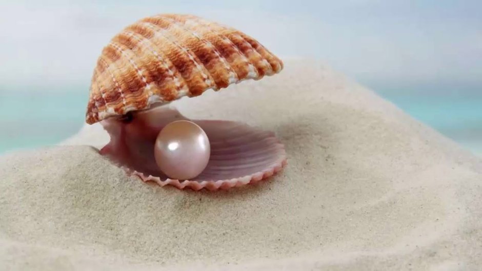 Букцинум жемчуг