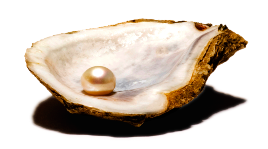 Двустворчатые моллюски устрицы