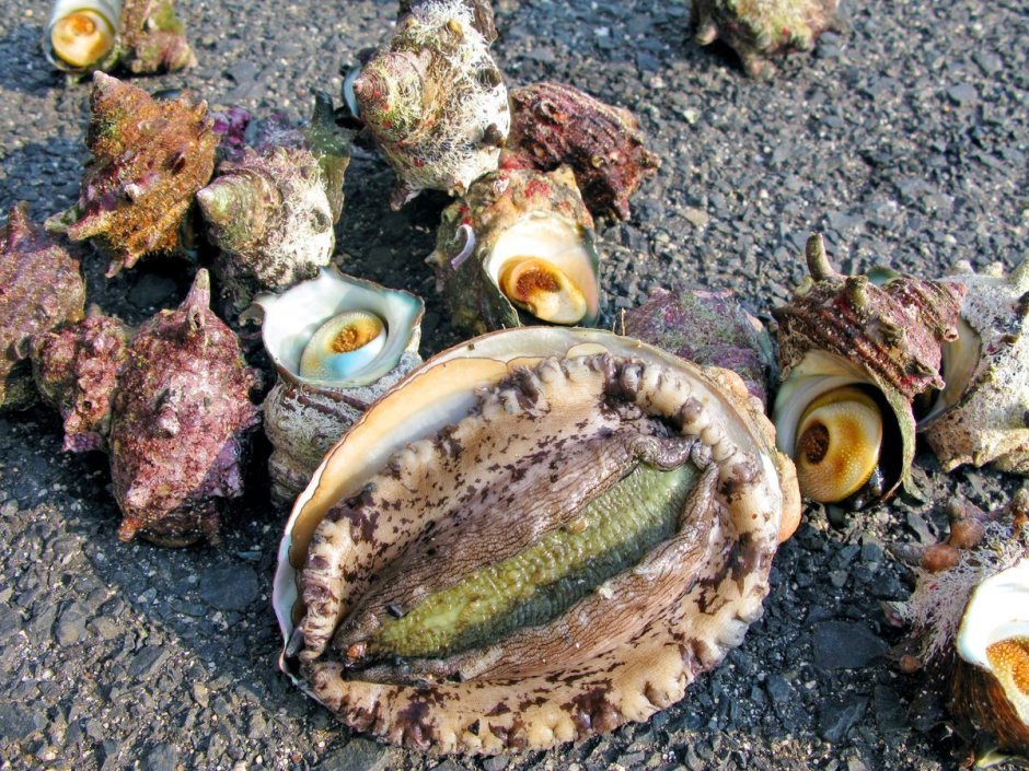 Двустворчатые моллюски Жемчужница