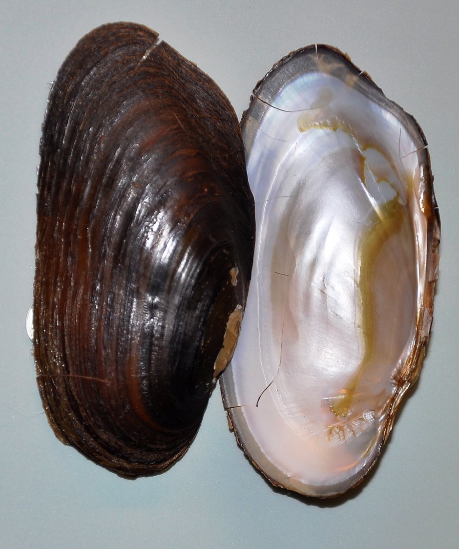 Европейская Жемчужница