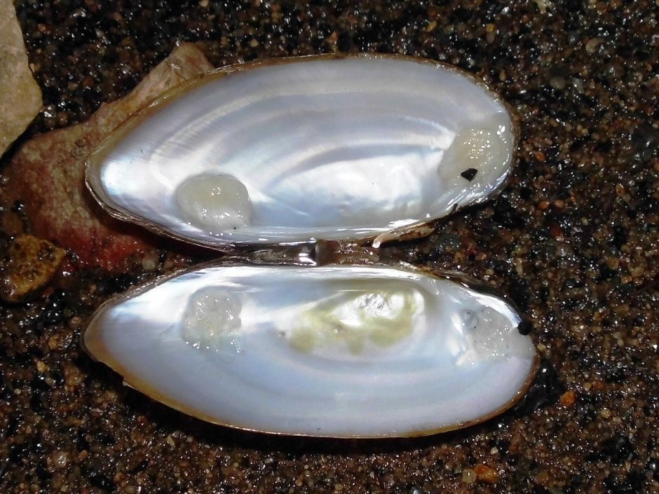 Перловица обыкновенная