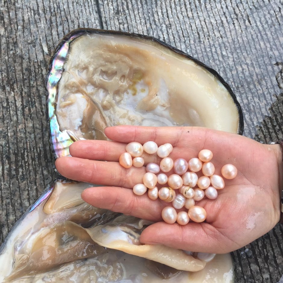 Морская Жемчужница моллюск