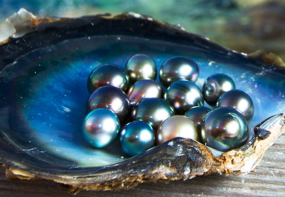 Черная Жемчужина моллюск