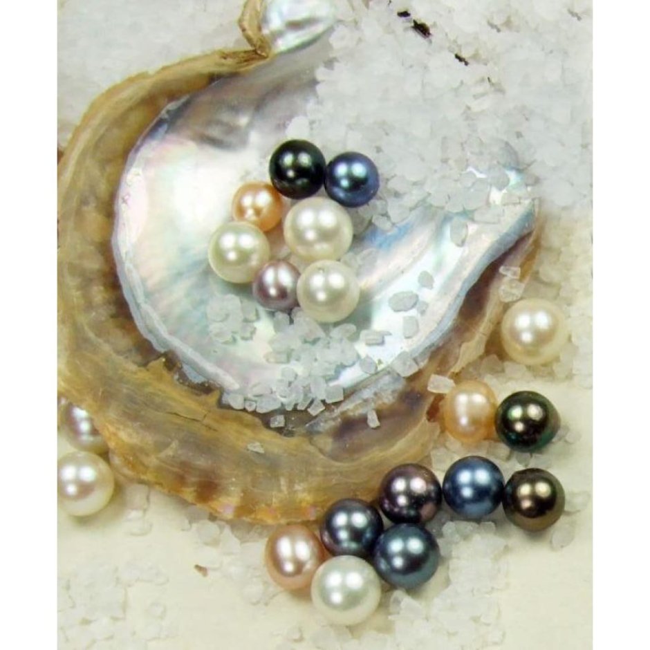 Моллюск из ракушки