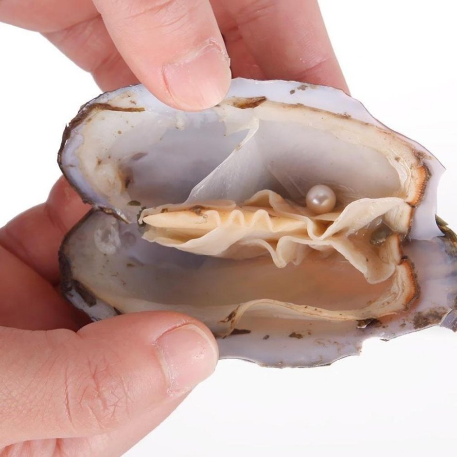 Раковина Жемчужница морская